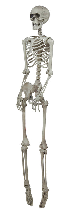 Skelet 160cm