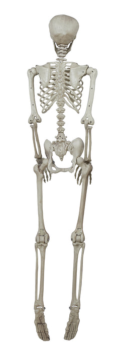 Skelet 160cm