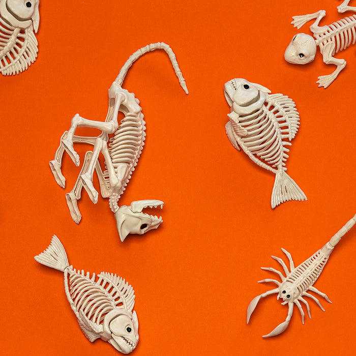 Decoratie Skelet rat Nibbles