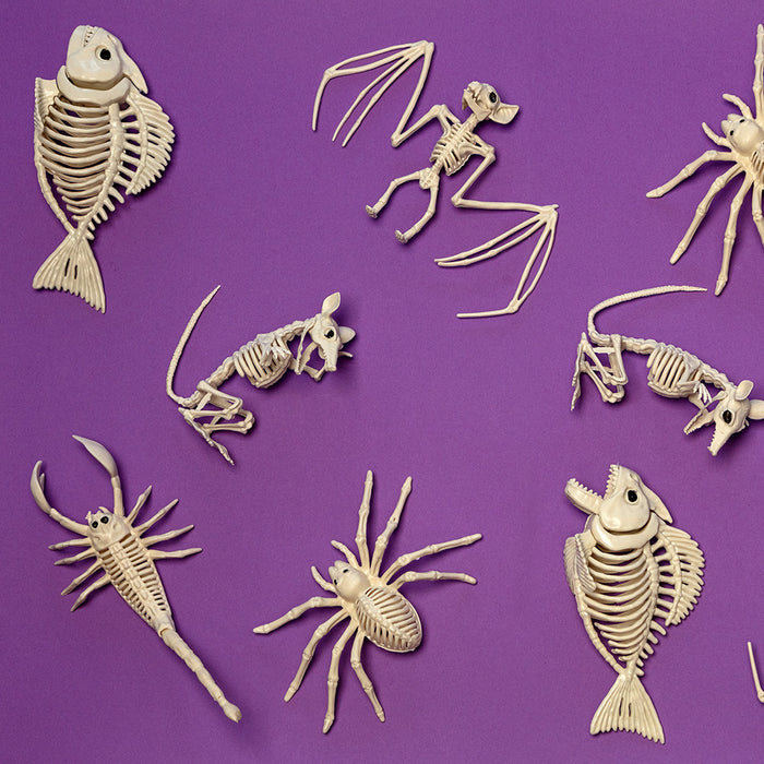 Decoratie Skelet spin