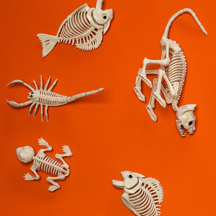 Decoratie Skelet kat