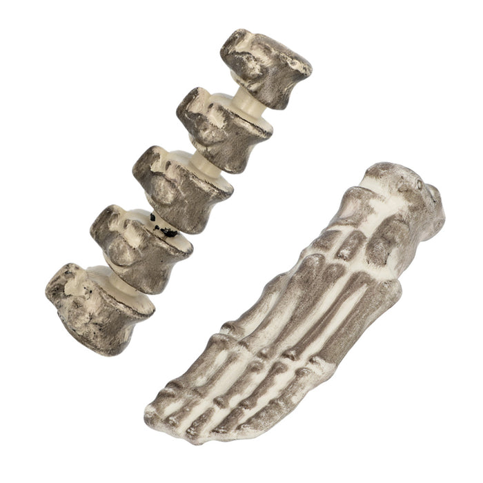 Set 6 Schedel en beenderen