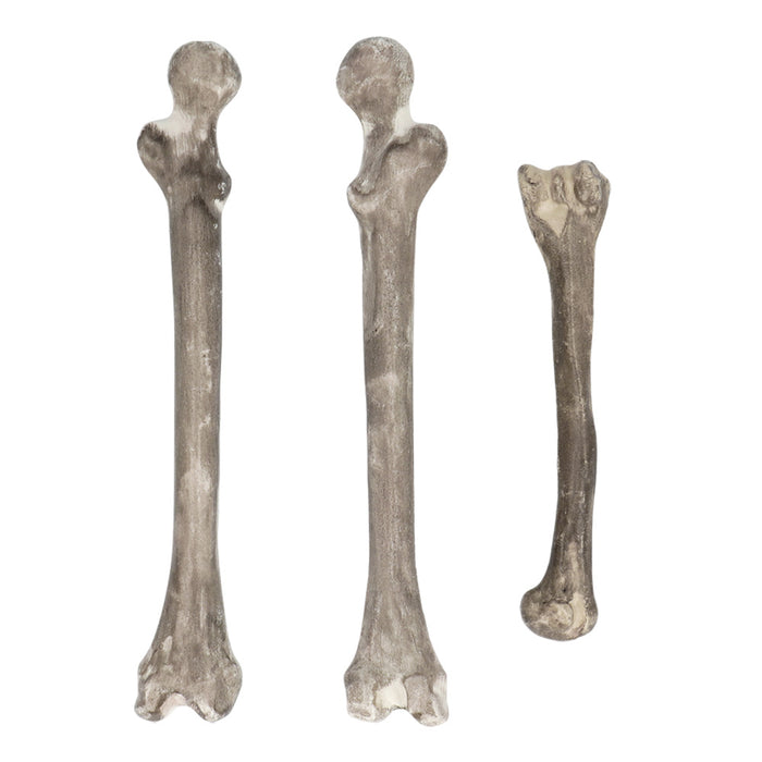 Set 6 Schedel en beenderen