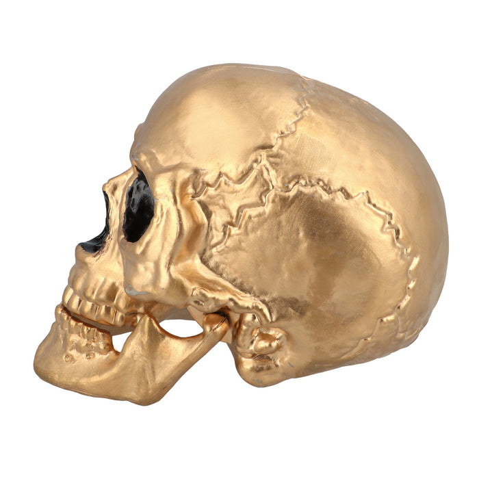 Gouden Schedel Maxilla 24cm